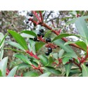 Tasmanian Pepperberry - FEMALE