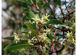 Tasmanian Pepperberry - MALE