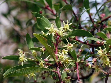 Tasmanian Pepperberry - MALE