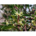 Tasmanian Pepperberry - MALE