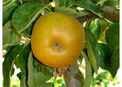 Campbelltown Russet Dwarfing