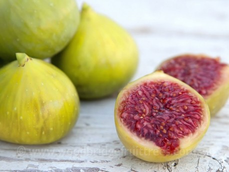 preston prolific fig