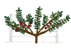 Fan Espalier