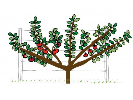 Fan Espalier