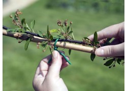 Bamboo garden stakes