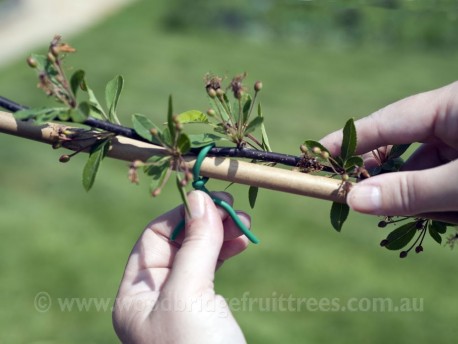 Bamboo garden stakes