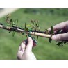 Bamboo garden stakes