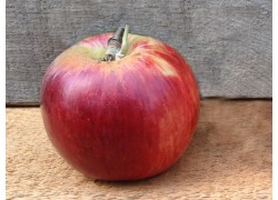 Red Gravenstein