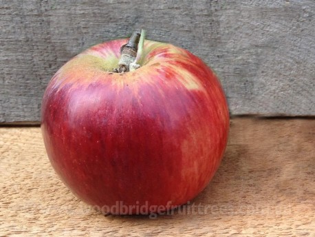 Red Gravenstein