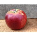 Red Gravenstein Dwarfing