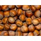 American White Hazelnut