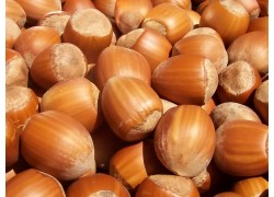 Barcelona Hazelnut