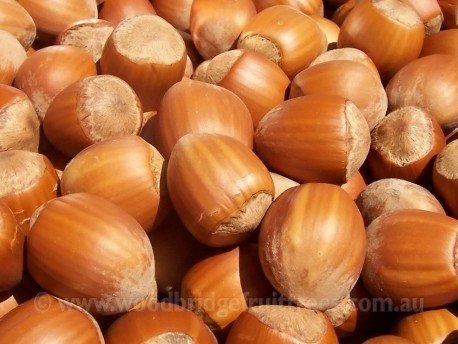 Barcelona Hazelnut