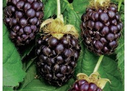 Boysenberry