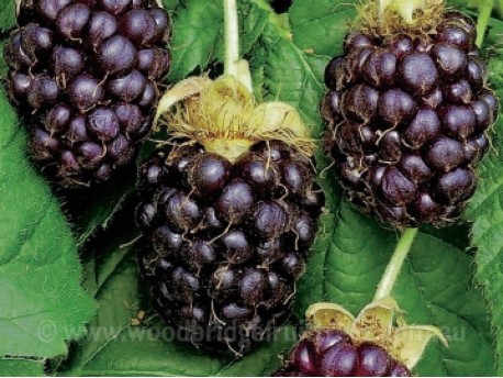 Boysenberry