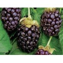 Boysenberry