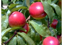 Fantasia Nectarine DWARFING