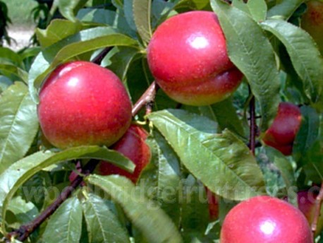 Fantasia Nectarine DWARFING