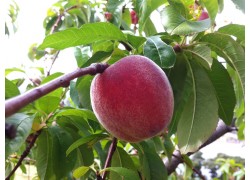 Anzac Peach DWARFING