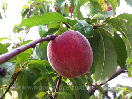 Anzac Peach DWARFING