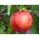 Flavourtop Nectarine DWARFING