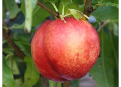 Flavourtop Nectarine DWARFING