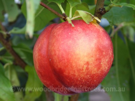 Flavourtop Nectarine DWARFING