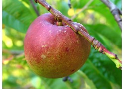 Goldmine Nectarine DWARFING