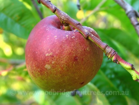 Goldmine Nectarine DWARFING