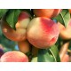 White Gold Peach DWARFING