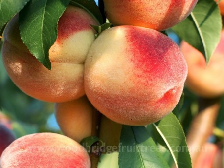 White Gold Peach DWARFING