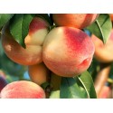 White Gold Peach DWARFING