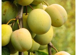 Coe's Golden Drop Plum DWARFING