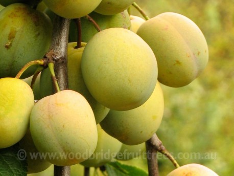 Coe's Golden Drop Plum DWARFING