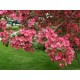 Malus x purpurea