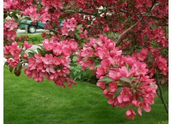 Malus x purpurea