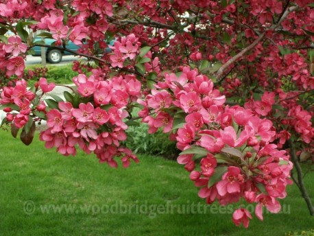 Malus x purpurea