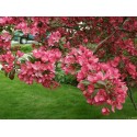 Malus x purpurea