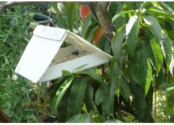 Codling Moth Pheromone Trap with refils