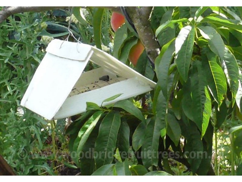 https://www.woodbridgefruittrees.com.au/549-thickbox_default/codling-moth-pheromone-trap-with-refills.jpg