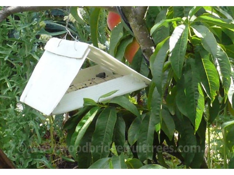 Codling Moth Pheromone Trap with refills - Woodbridge Fruit Trees