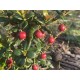 Myrtus Berry (chillean guava)