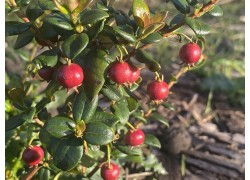 Myrtus Berry (chillean guava)