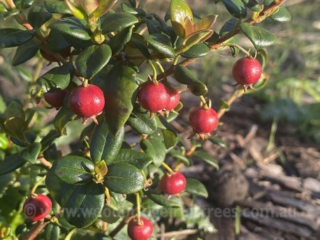 Myrtus Berry (chillean guava)