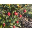 Myrtus Berry (chillean guava)