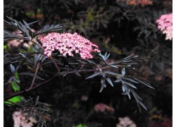 Elderberry