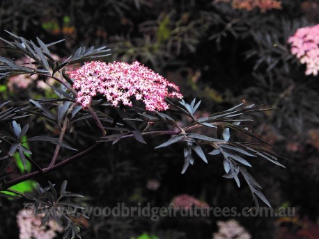 Elderberry