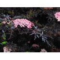 Elderberry "Black Lace"