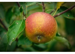 Rattling Cox's Orange Pippin Dwarfing