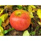 Stayman's Winesap Dwarfing